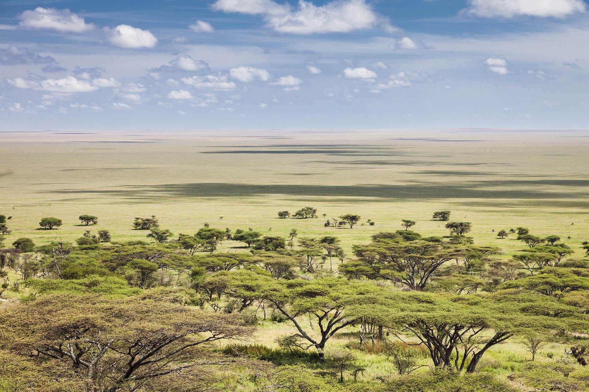 The Siringit Serengeti Camp by Mantis is located under a canopy of Tortillas Acacia trees along the wildlife migration trails. The migration passes through the camp in April – June. There are an astounding 500 different species of bird recorded in Serengeti National Park. Wildlife migrates daily through the camp and it is possible to game view and bird watching from the verandah of your tent.