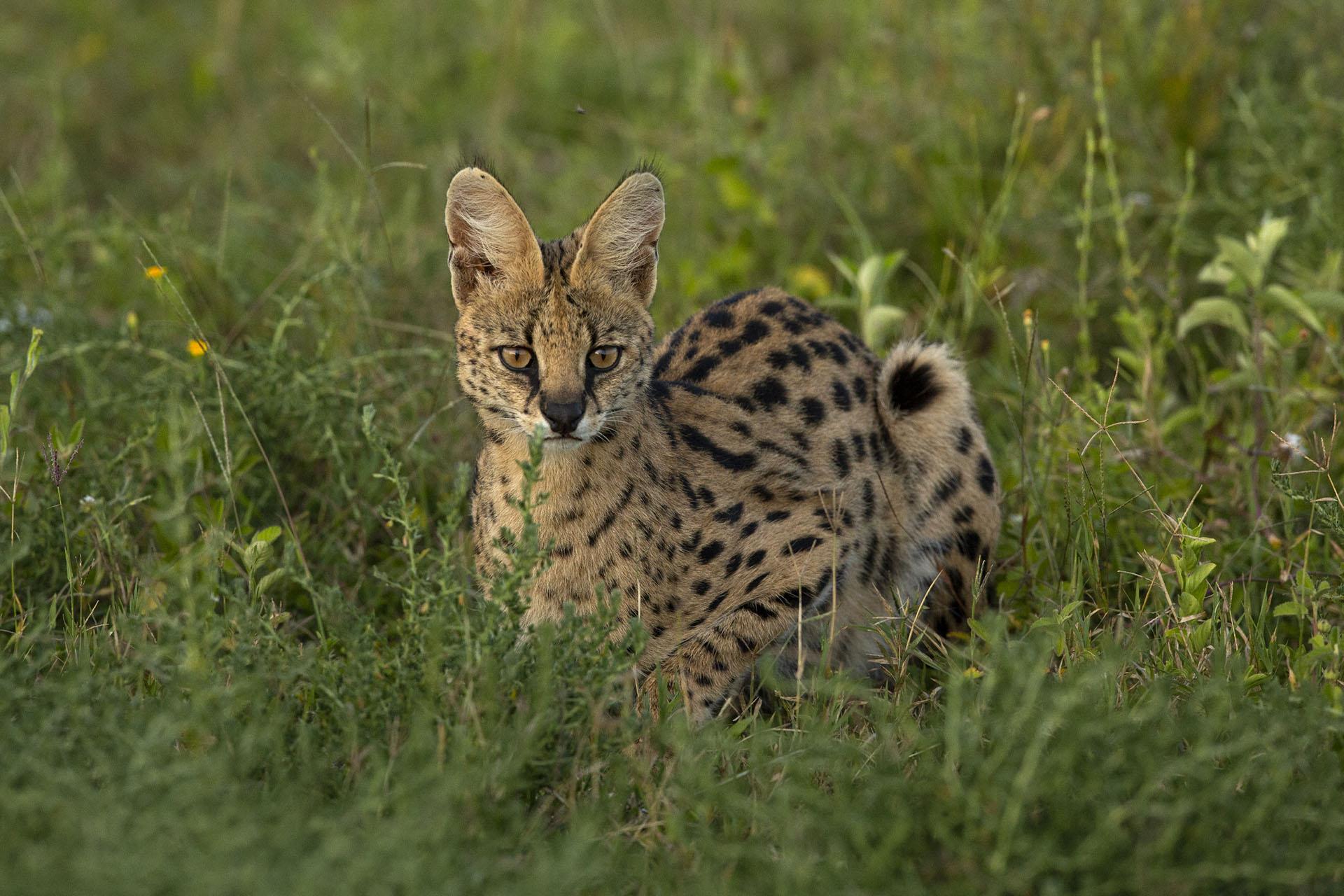 Serval in Ndutu area