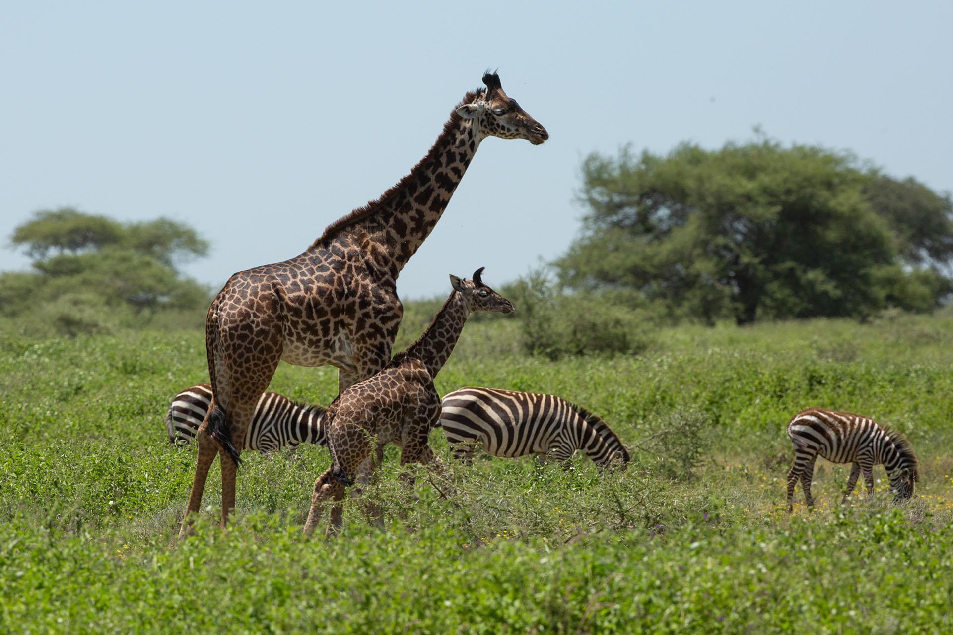 living between the herds of zebra 